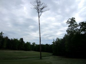 Auburn University 5th Tree