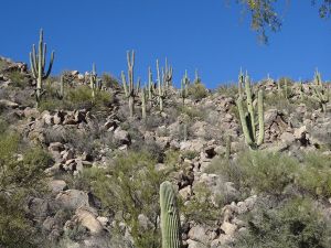 Stone Canyon 5th Landscape