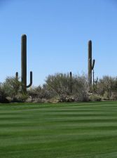 Stone Canyon Cactus