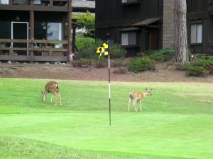 Pacific Grove Deer