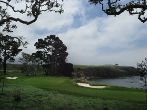 Pebble Beach 5th Tree