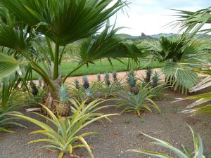 Kukuiula Pineapples