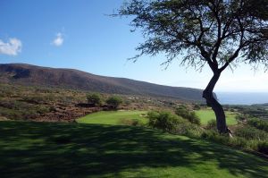 Manele 5th Tree