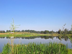 Jug Mountain 12th Cattails