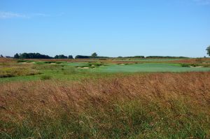 Black Sheep 7th Fescue