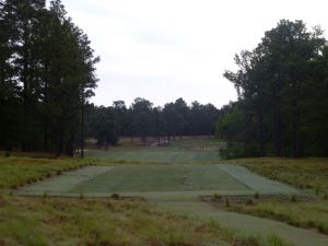 Pine Needles 11th