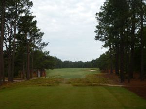 Pine Needles 12th