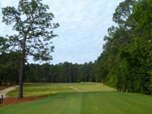 Pine Needles 17th