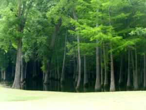 River Landing (River) 7th Trees