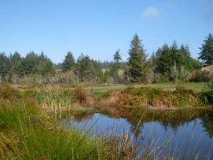 Bandon Crossings 14th Brush