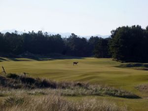 Pacific Dunes 7th Deer