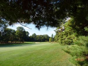 Merion 6th Tree